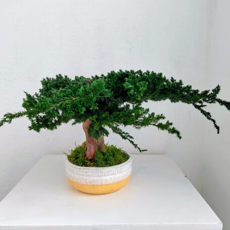 Stabilisierter Bonsai Juniperus, S