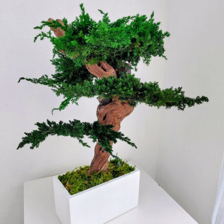 Stabilisierter Bonsai Juniperus, M