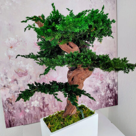 Stabilisierter Bonsai Juniperus, M