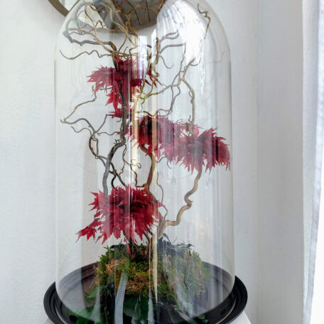 Stabilisierter Bonsai Ahorn unter Glasglocke, gross