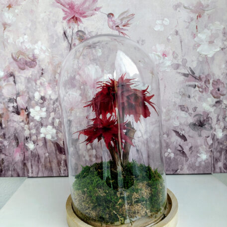 Stabilisierter Bonsai Ahorn unter Glasglocke, klein