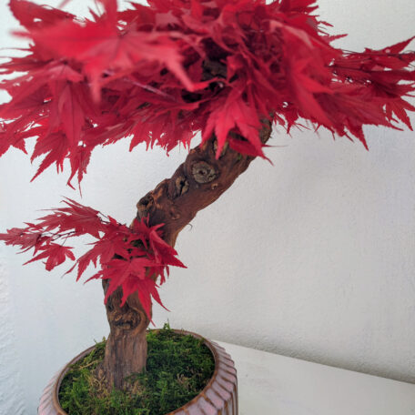 Stabilisierter Bonsai Ahorn, XL