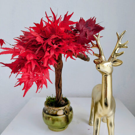 Stabilisierter Bonsai Ahorn, M