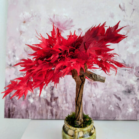 Stabilisierter Bonsai Ahorn, M