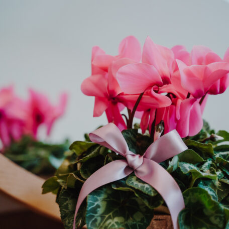 Cyclamen dans la corbeille