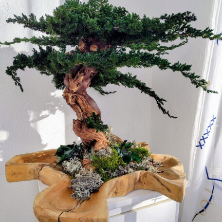 Stabilisierter Bonsai 