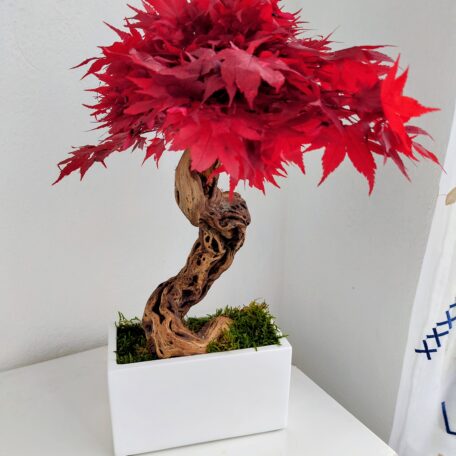 Stabilisierter Bonsai 