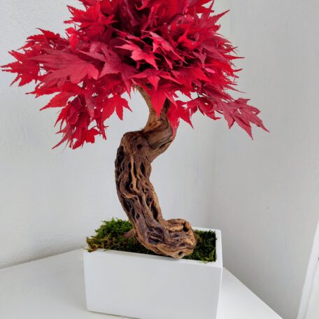 Stabilisierter Bonsai 