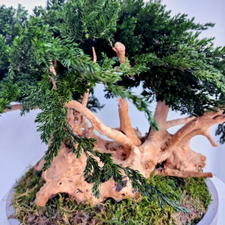 Stabilisierter Bonsai 