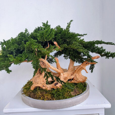 Stabilisierter Bonsai 
