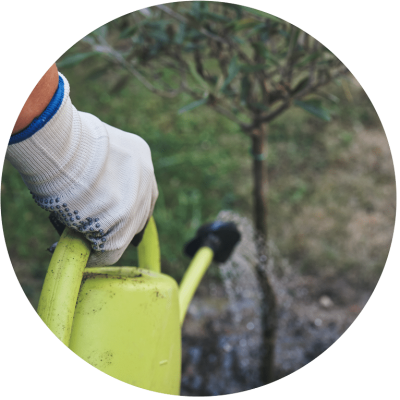 Baum_pflanzen_Jungbaum_viel_Wasser_giessen_horoskop_baum