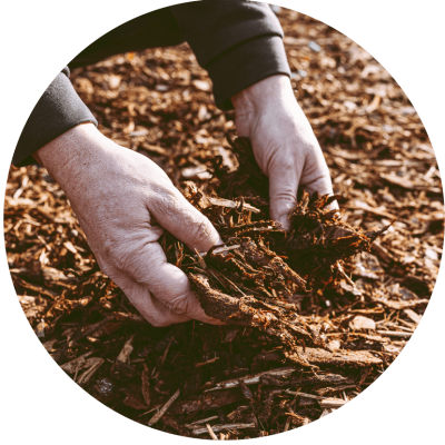 Baum_pflanzen_mulch_horoskop_baum