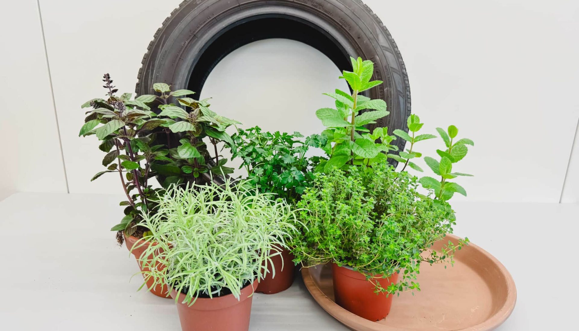 Bepflanzter-Reifen_1